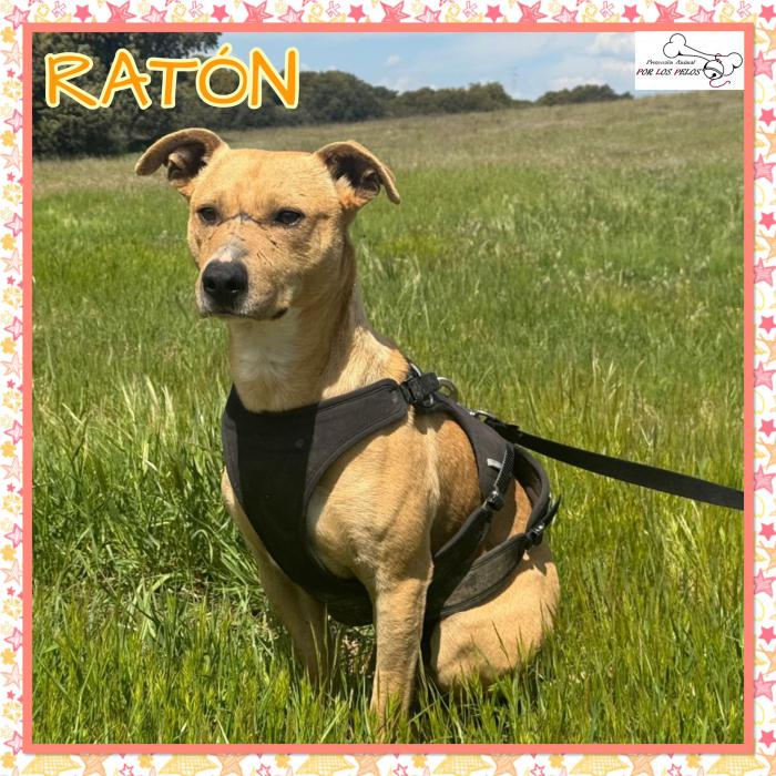 Rat&oacute;n