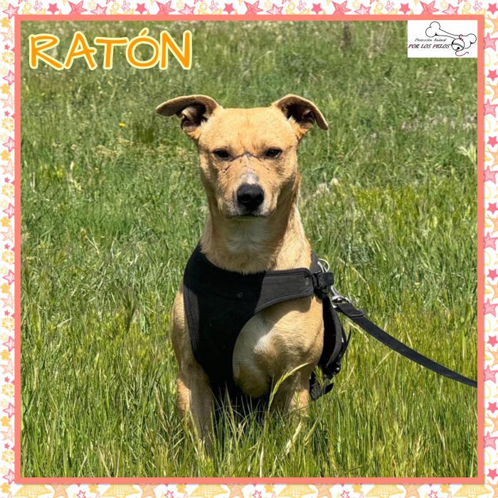 Rat&oacute;n