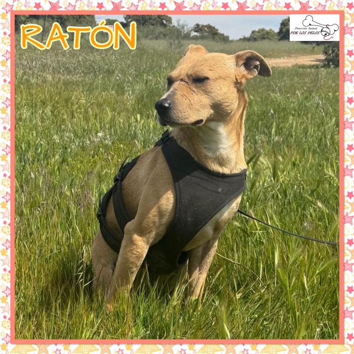 Rat&oacute;n