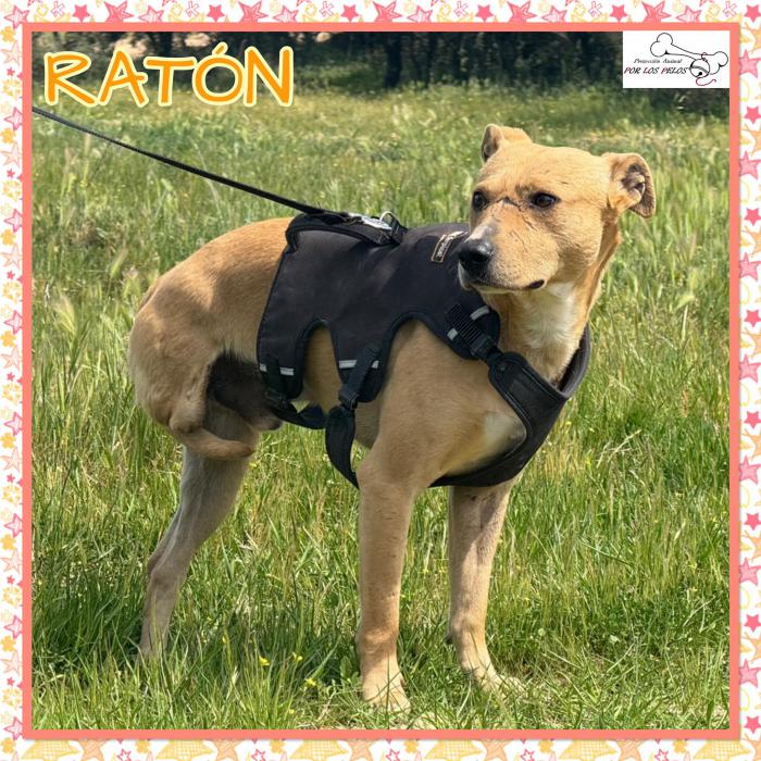 Rat&oacute;n