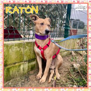 Rat�n