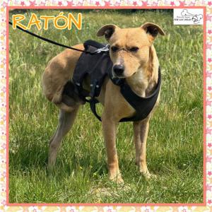 Rat�n