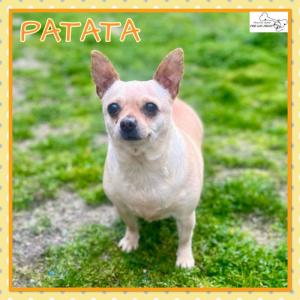 Patata