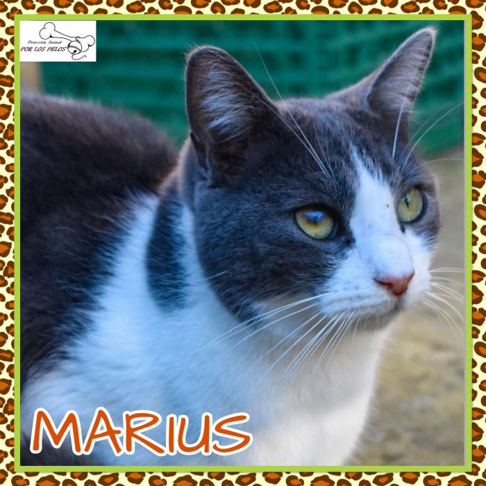 Marius