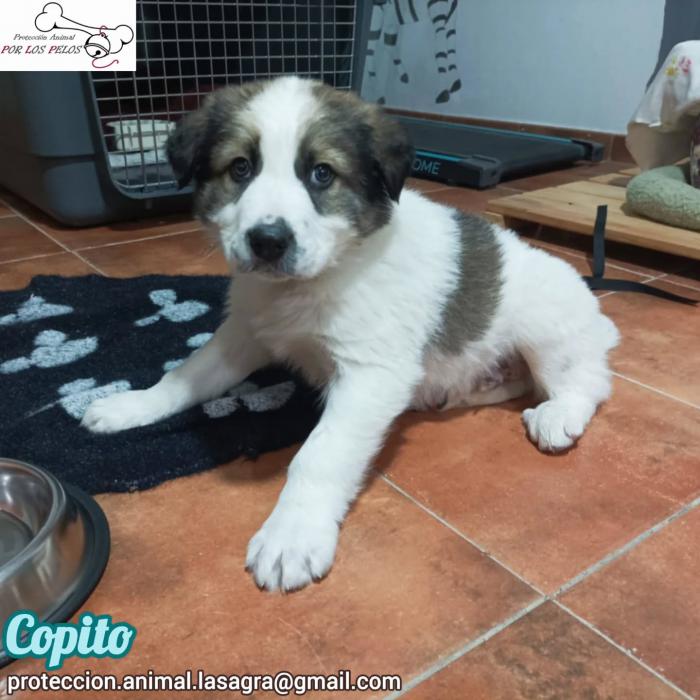Copito
