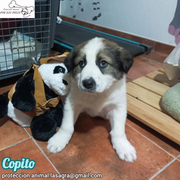 Copito