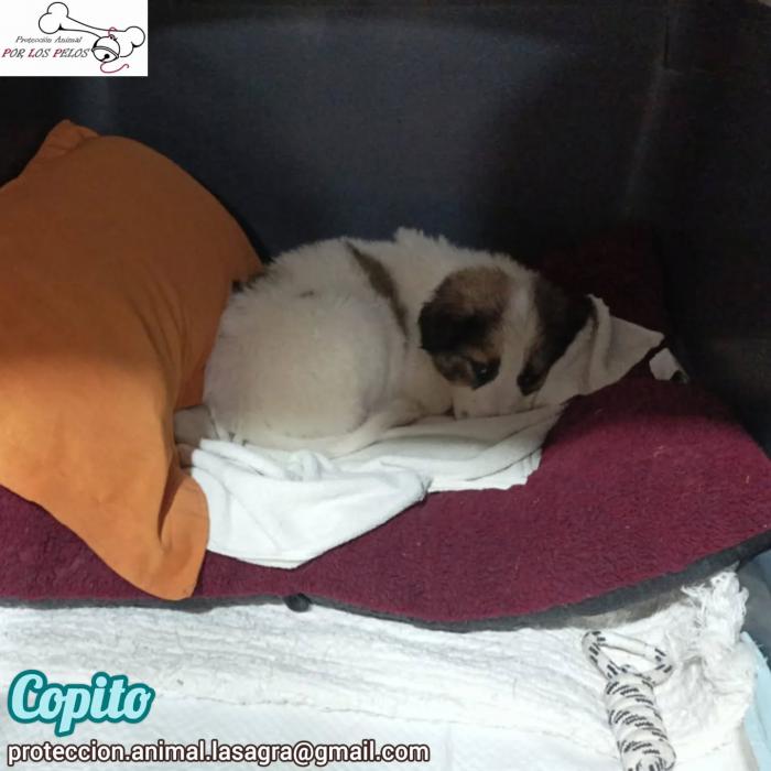 Copito