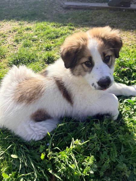 Copito