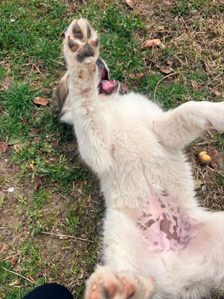 Copito