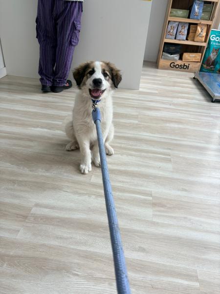 Copito
