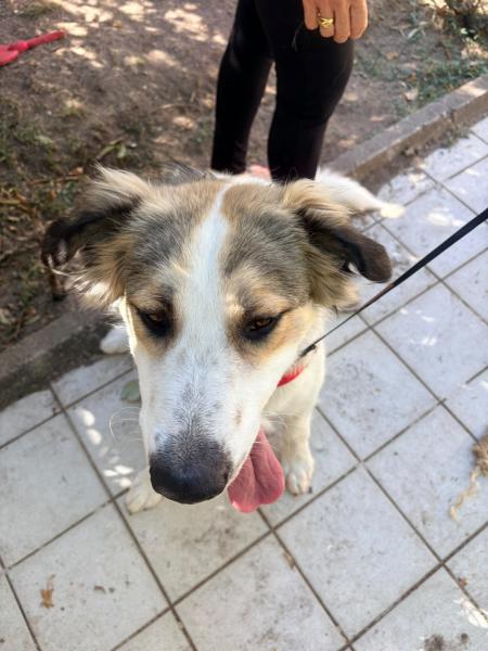 Copito