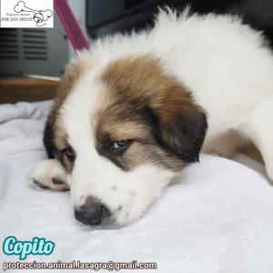 Copito