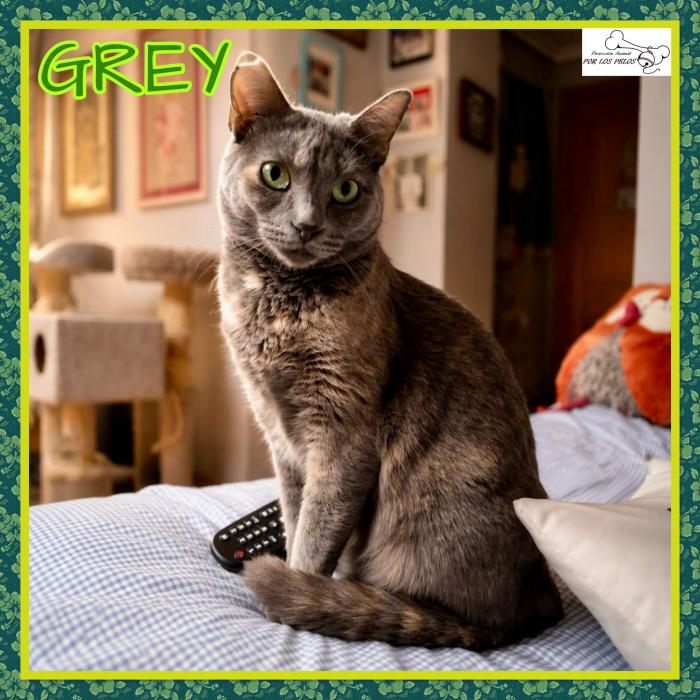 Grey
