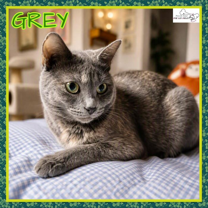 Grey