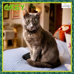 Grey