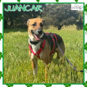 Juancar