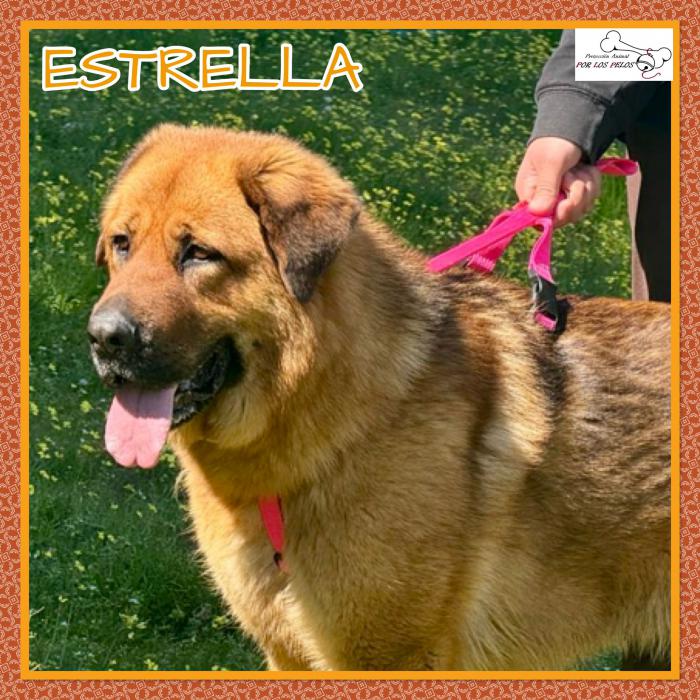 Estrella