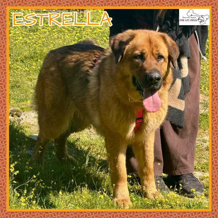 Estrella