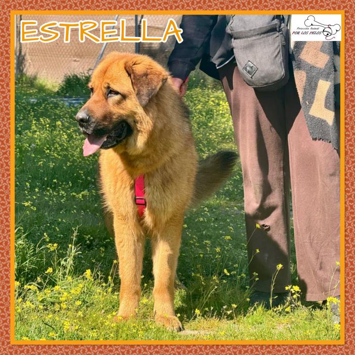 Estrella