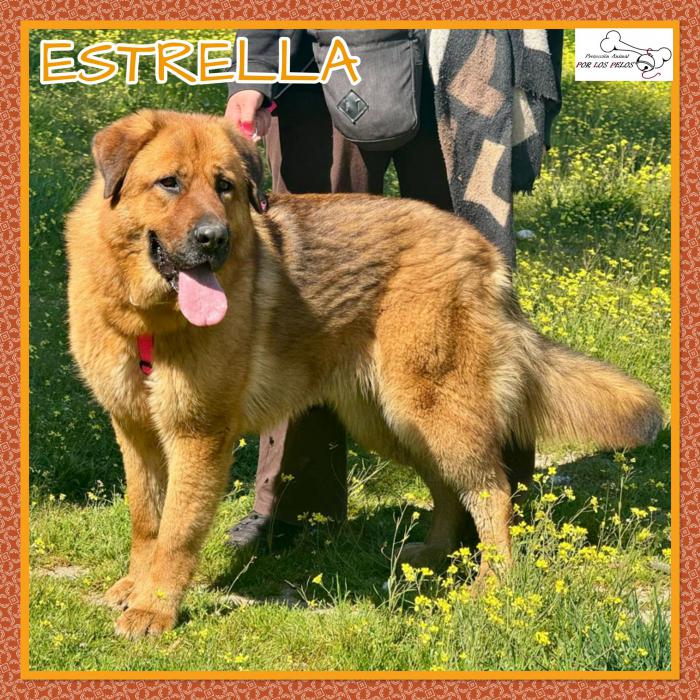 Estrella