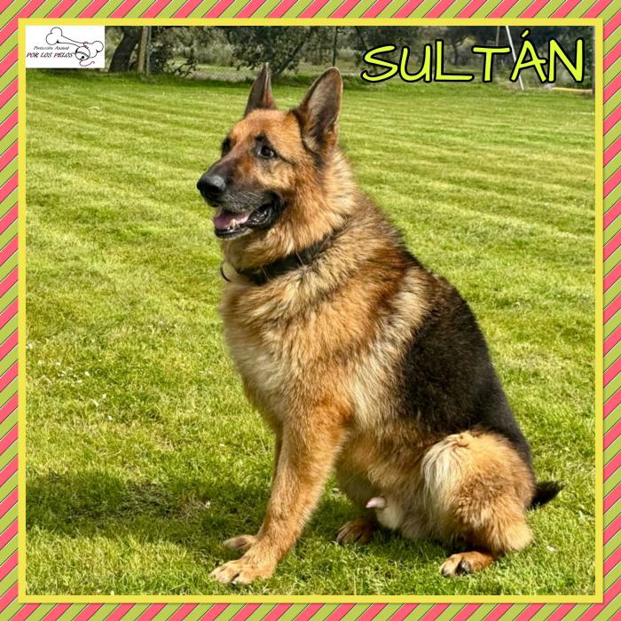 Sultan
