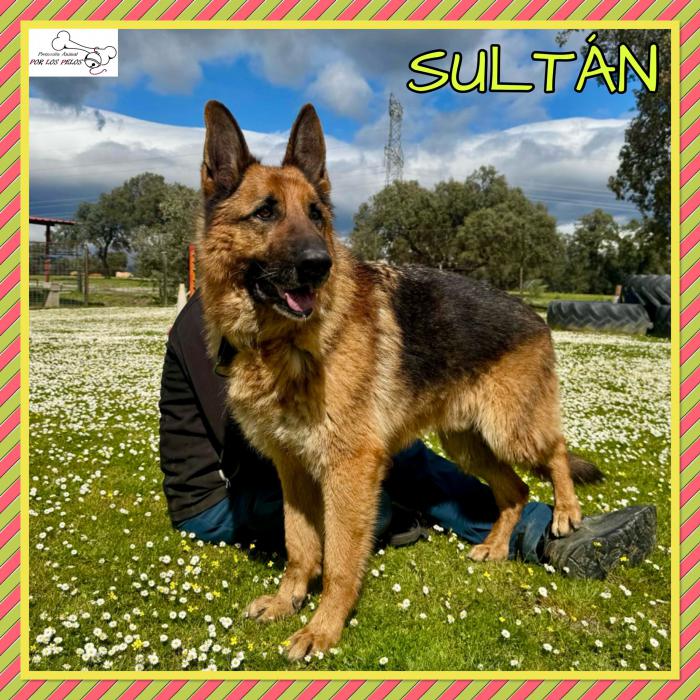 Sultan