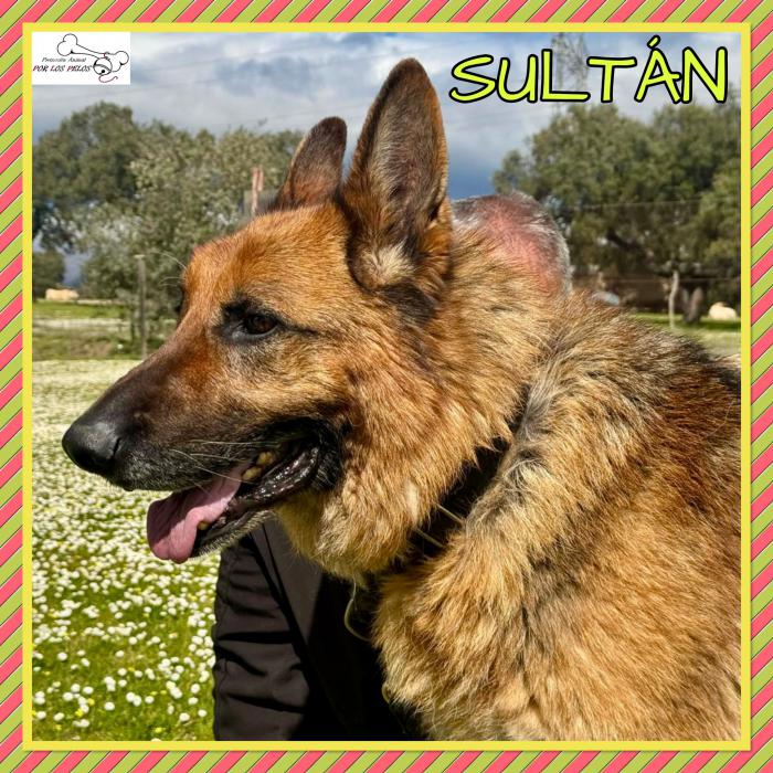 Sultan