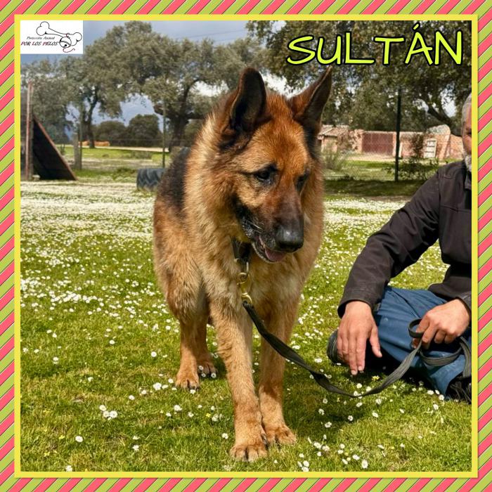 Sultan
