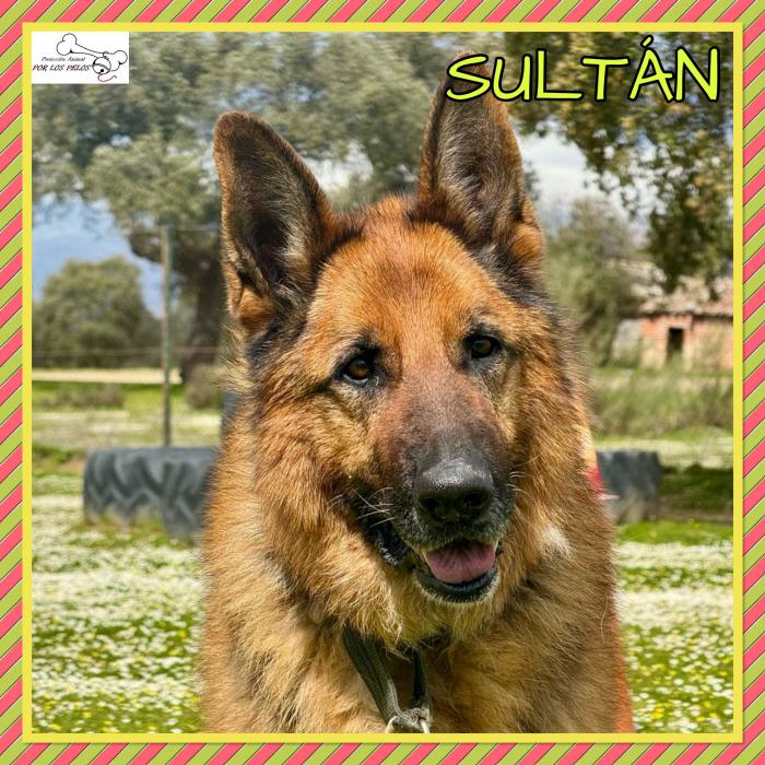 Sultan