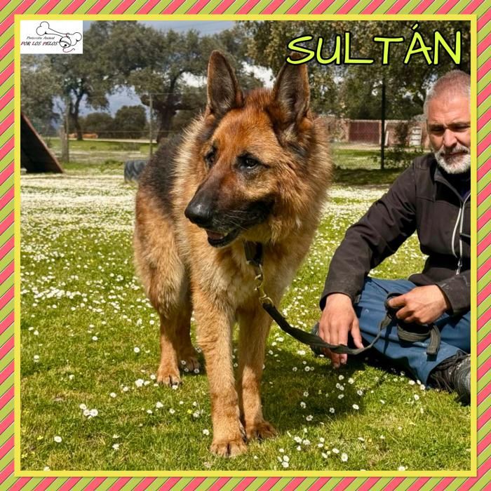 Sultan