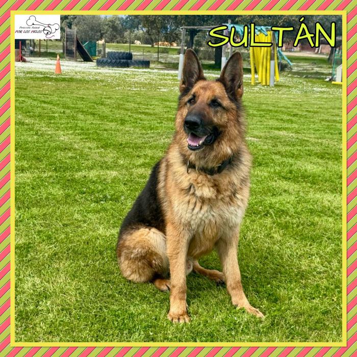 Sultan