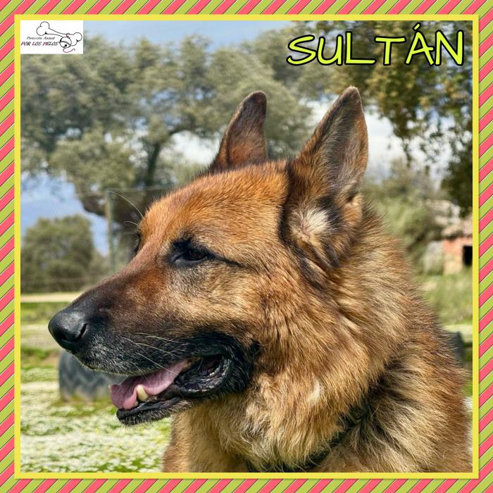 Sultan