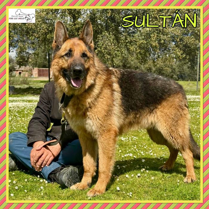 Sultan