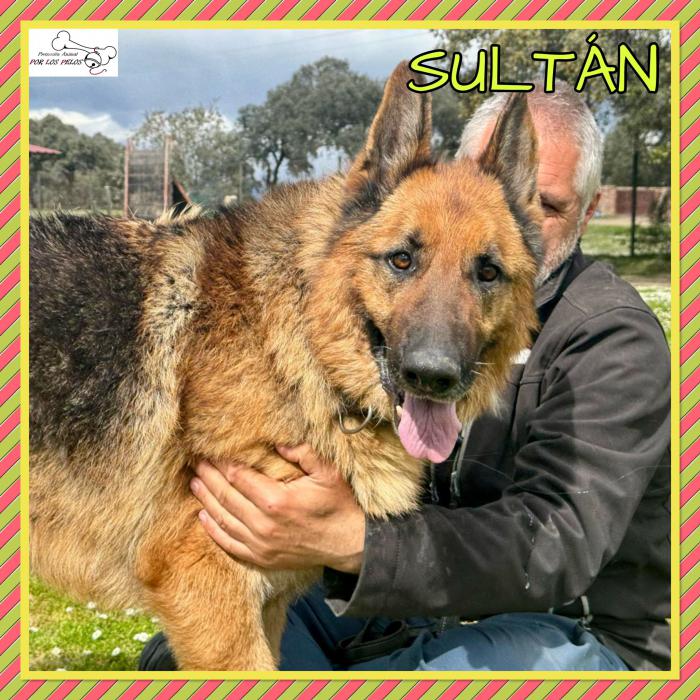 Sultan