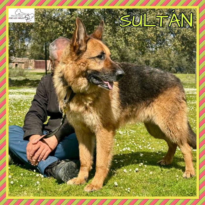 Sultan