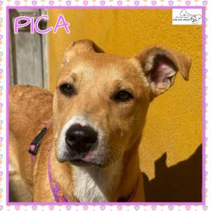 Pica