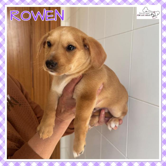 Rowen