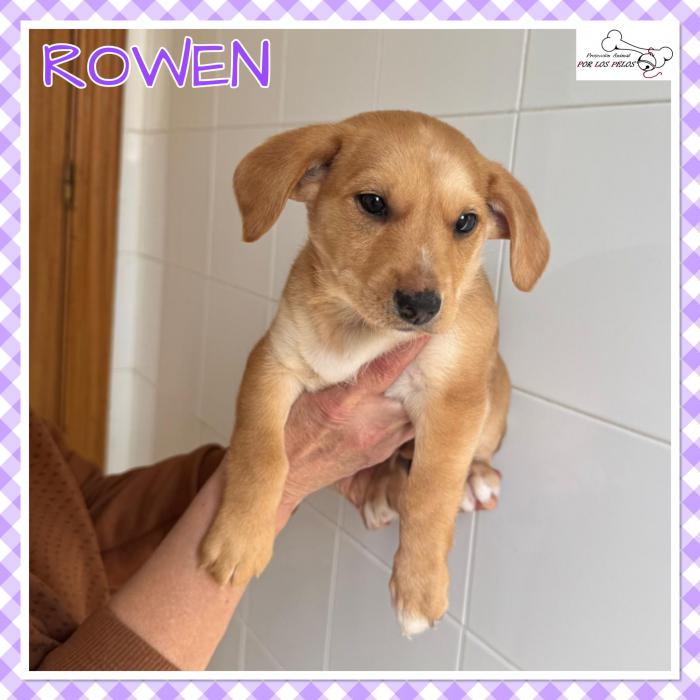 Rowen