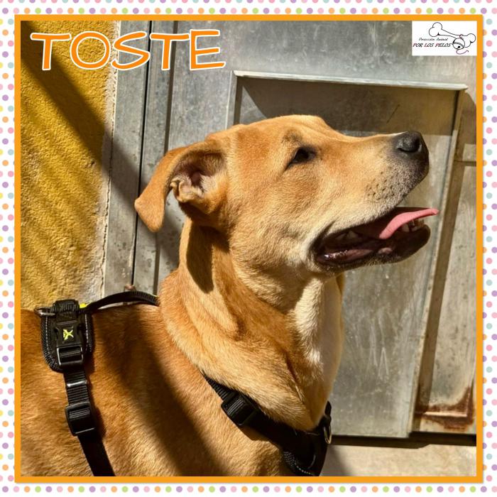 Toste
