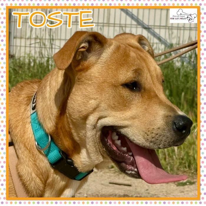 Toste