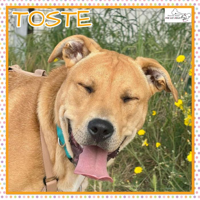 Toste
