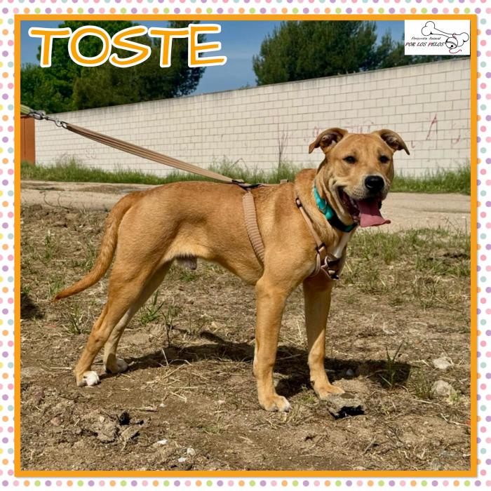 Toste