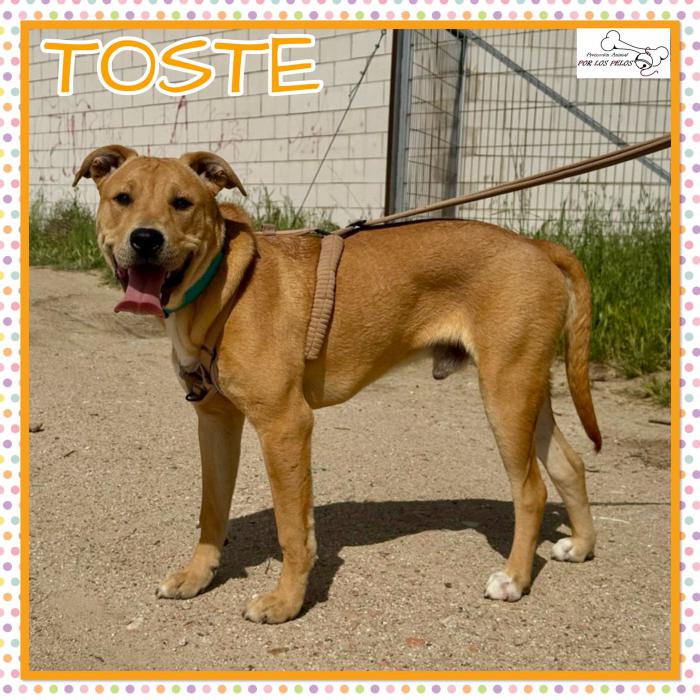 Toste