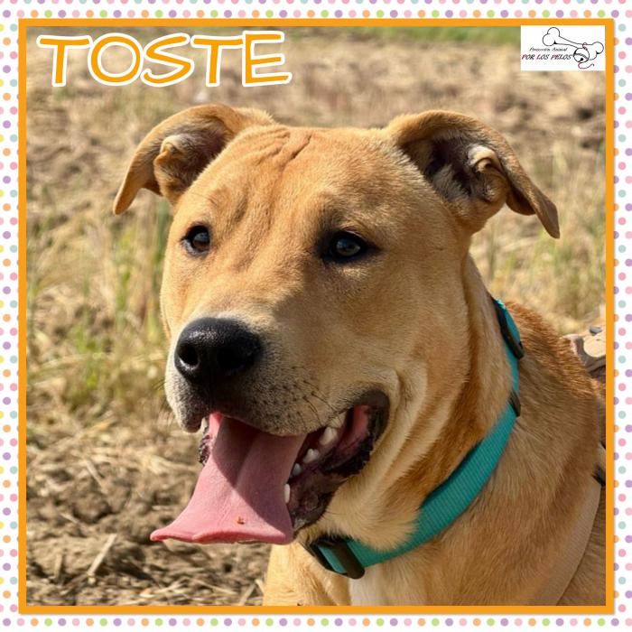 Toste