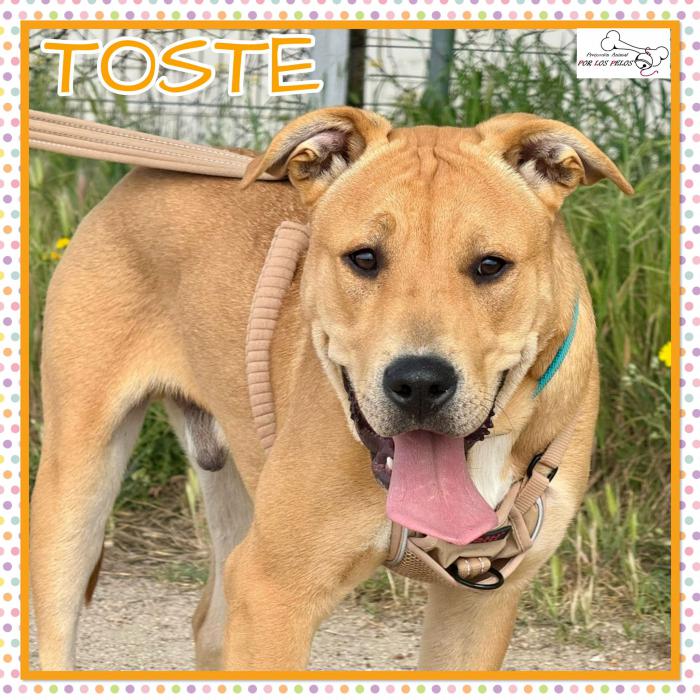 Toste