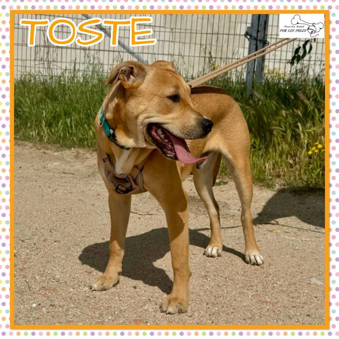 Toste