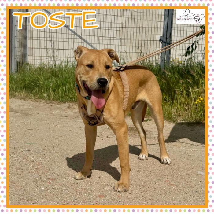 Toste