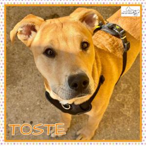Toste