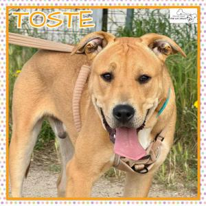 Toste