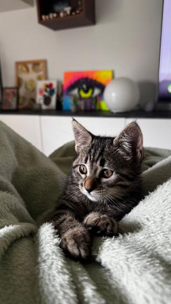 Lilo